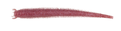 Berkley Gulp Saltwater Fat Sandworm Sahte Kurt